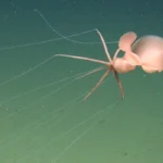 El extraño calamar que apareció a más de 3 mil metros bajo el Pacífico frente a California