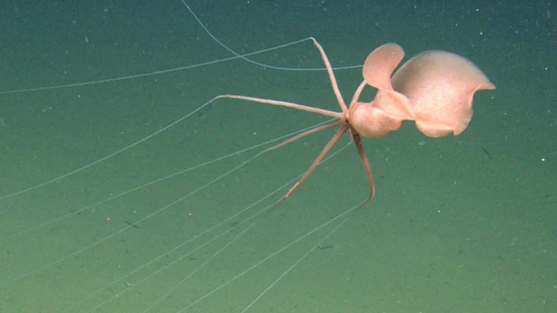 El extraño calamar que apareció a más de 3 mil metros bajo el Pacífico frente a California
