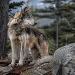 Un lobo volvió a aparecer en California y su regreso podría cambiar el futuro de la especie